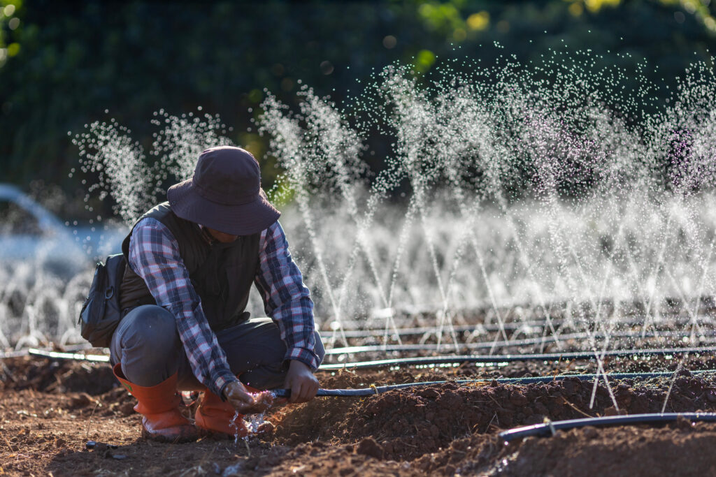 A Technician is fixing the clog in the hose of irrigation watering system growing organics plant during spring season and agriculture